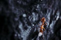 Red fire ant closeup in nature Royalty Free Stock Photo
