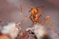 Red fire ant Royalty Free Stock Photo