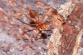 Red fire ant Royalty Free Stock Photo