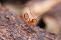 Red fire ant Royalty Free Stock Photo