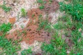 Red fire ant hill in the grass Royalty Free Stock Photo