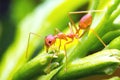 A red fire ant worker on tree, close up