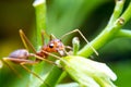 Red fire ant worker on tree