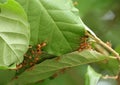 Red fire ants building nest. Ant nest with leaf on mango tree. Royalty Free Stock Photo