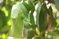 Red fire ants building nest. Ant nest with leaf on mango tree. Royalty Free Stock Photo