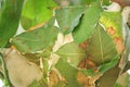 Red fire ants building nest. Ant nest with leaf on mango tree. Royalty Free Stock Photo