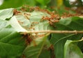 Red fire ants building nest. Ant nest with leaf on mango tree. Royalty Free Stock Photo