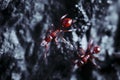 Macro photo of red fire ants