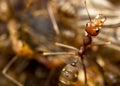 Red fire ants Royalty Free Stock Photo