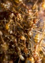 Red fire ants Royalty Free Stock Photo