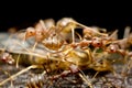 Red fire ants Royalty Free Stock Photo