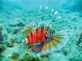 Red Fire Fish Royalty Free Stock Photo