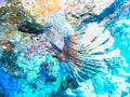 a red fire fish over corals