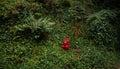 Fire hydrant in jungles background. Green ivy and ferns. Royalty Free Stock Photo