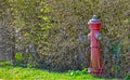 Red Fire Hydrant Surrounded by Greenery Royalty Free Stock Photo