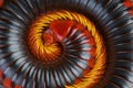 Red fire millipede / Aphistogoniulus corallipes