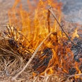 Red fire and smoke burning grass in farming field. Selective soft focus, motion blur from strong fire and high Royalty Free Stock Photo