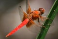 Red Fire Tail Dragonfly