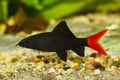 Red Fire Tail Shark Catfish Epalzeorhynchos bicolor aquarium fish isolated Royalty Free Stock Photo