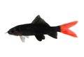 Red Fire Tail Shark Catfish Epalzeorhynchos bicolor aquarium fish isolated Royalty Free Stock Photo