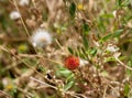 Red fire Thistle Royalty Free Stock Photo