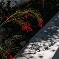 Red Firecracker blooms and stems cast shadow on wall below