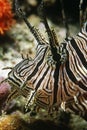 Red firefish close-up of head