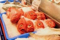 Red fish with big eyes. Royalty Free Stock Photo