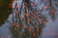 The red fish is a fish. Amazing beautiful vivid red-orange Colorful Koi fish clean water pond lake for background and wallpaper Royalty Free Stock Photo