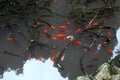 Red fish in the garden pond. Fish breeding. Royalty Free Stock Photo