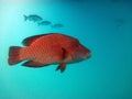 Red fish. Great Barrier Reef Royalty Free Stock Photo