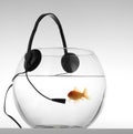 Red fish listenig music Royalty Free Stock Photo