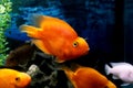 Red fish parrot in aquarium at home. Royalty Free Stock Photo