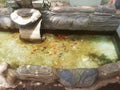 Red Fish in Pond