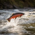 Red fish salmon trout jumps out of a mountain stream, a beautiful bright fish, a good background