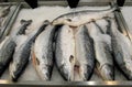 Red fish trout and salmon lies in pieces of ice on a counter sold in a store Royalty Free Stock Photo