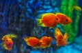 Red fish under water . Royalty Free Stock Photo