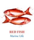 Red fish watercolor Vector isolated. Fresh small fishes on white backgrounds. Menu templates