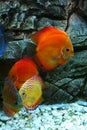Red fishes in aquarium Royalty Free Stock Photo
