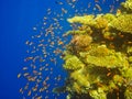 red fishes between a coral Royalty Free Stock Photo