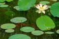 Summer lotus pond Royalty Free Stock Photo
