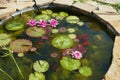 red fishes in pond with lotus Royalty Free Stock Photo