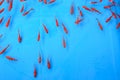 Red fishes Royalty Free Stock Photo
