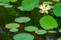 Lotus pond scenery Royalty Free Stock Photo