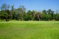 Red flag at the beautiful golf course at the sunrise time. Beautiful golf course in a sunny day. Background evening golf course Royalty Free Stock Photo