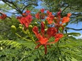 Red Flamboyant Tree Flowers Royalty Free Stock Photo