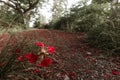 Red flamboyant tree, green grass, and a blue, blue sky. Royalty Free Stock Photo