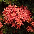 Red Flame flower or santan flowers