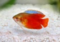 Red Flame gourami Trichogaster lalius freshwater aquarium fish Royalty Free Stock Photo