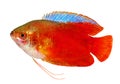 Red Flame gourami Trichogaster lalius freshwater aquarium fish isolated on white Royalty Free Stock Photo